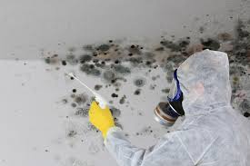 Best Basement Mold Removal  in Southwest Sandhill, TX